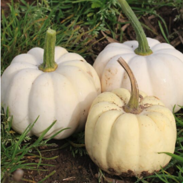 Pumpkin 'Casperita'