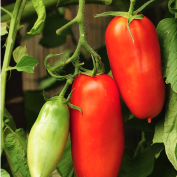 Tomato 'Scatolone'