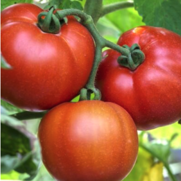 Tomato 'Saint Pierre'
