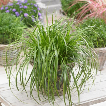 Carex oshimensis 'Everlime'