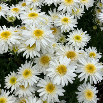Leucanthemum Real Comet