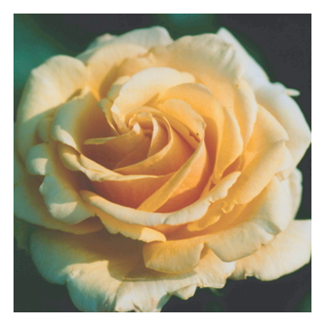 Rose 'Simply Heaven'