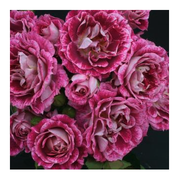 Rose 'Let's Celebrate'