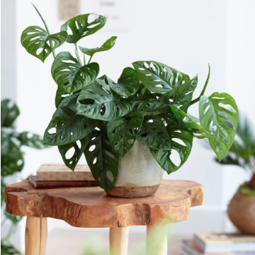 Monstera adansonii Monkey Mask - Swiss Cheese Plant