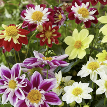Dahlia Harlequin Mix 