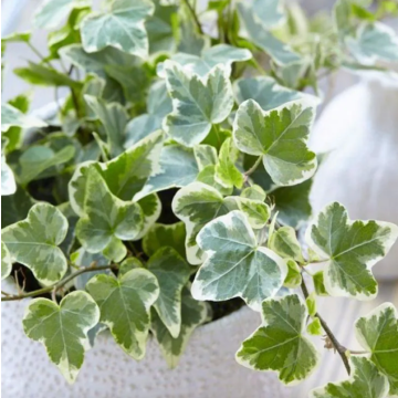 Fatshedera lizei 'Variegata'