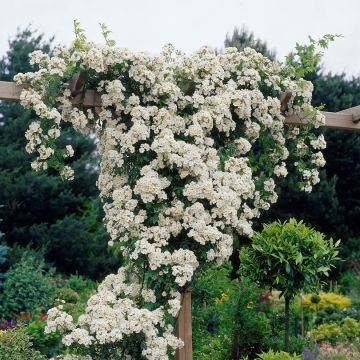 Large 6-7ft Specimen Climbing Rose - Seagull