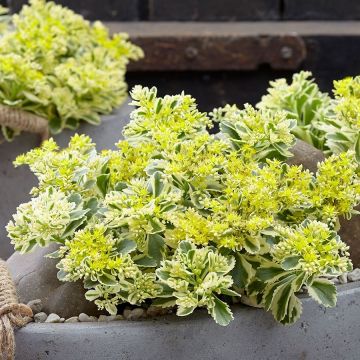 Sedum takesimense 'Atlantis'