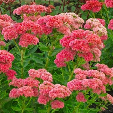 Sedum Herbstfreude  - Autumn Joy - Stonecrop Plants