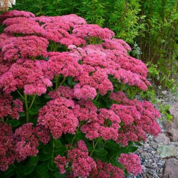 Sedum Herbstfreude  - Autumn Joy