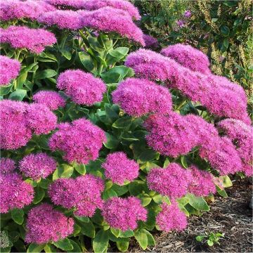 Sedum spectabile ''Brilliant'' - Ice Plant - Stonecrop