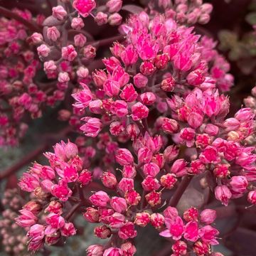 Sedum Sparkler Cherry Tart