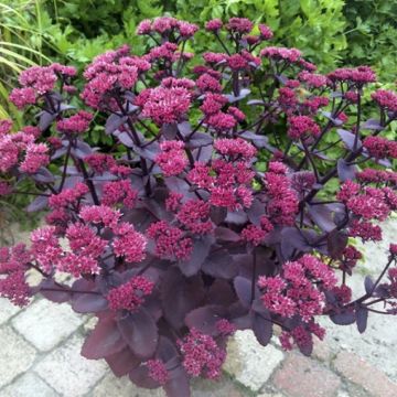 Sedum Chocolate Cherry