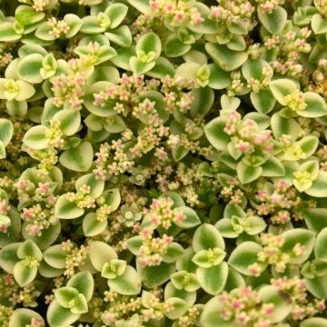 Sedum Little Missy