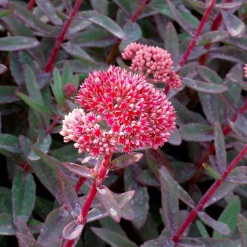 Sedum telphinium Marina - Stonecrop