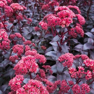 Sedum telephium 'Purple Emperor'