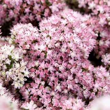 Sedum Sparkler Lime Zinger