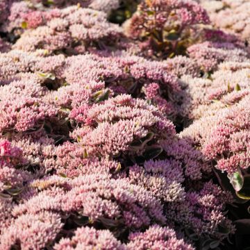 Sedum 'Diamond Edge'
