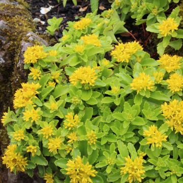 Sedum Kamstchaticum - Orange Stonecrop
