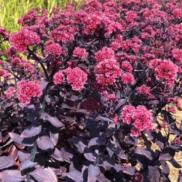 Sedum 'Mojave Jewels Ruby'