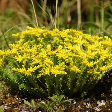 Sedum sexangulare - Tasteless Stonecrop