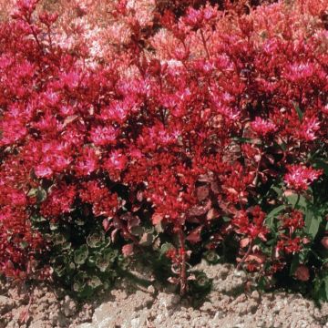Sedum spurium 'Coccineum'