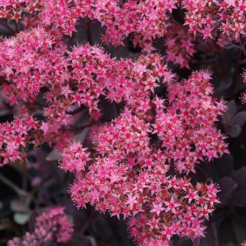 Sedum Sparkler 'Plum Dazzled'