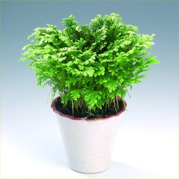 Selaginella martensii Jori - Spike Moss in White display Pot - Pack of THREE