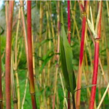 Semiarundinaria Jashadake Kimmei - Red Stem Narihira Bamboo