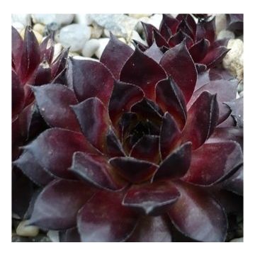 Sempervivum Big Sam Power Grenade - Houseleek