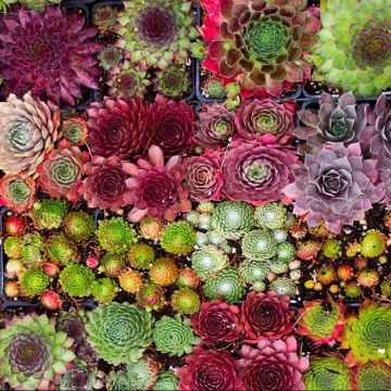 Sempervivum Houseleeks - Pack of SIX Evergreen Hardy Succulent Plants