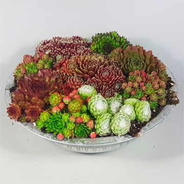 Evergreen Succulent Garden - Sempervivum Houseleek Garden in Zinc Bowl