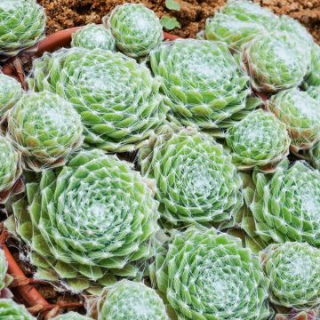 Sempervivum arachnoideum - Cobweb Houseleek