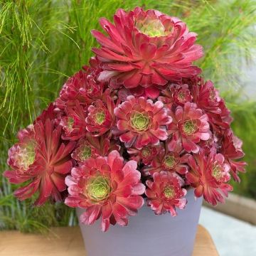 Semponium 'Sienna' - Surreal Succulents