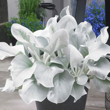 Senecio candidans Angel Wings