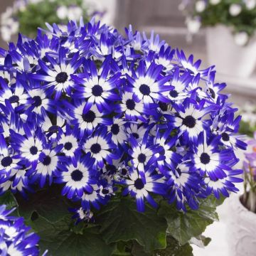 Blue Bicolour Senetti Plant in Bud & Bloom