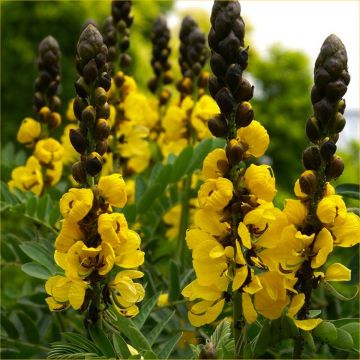 Senna didymobotrya - Patio Cassia Tree