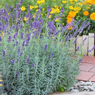 Lavender x intermedia 'Sensational' - Lavandula - Large Flowered