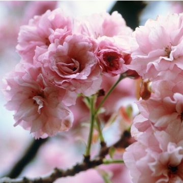 Prunus serrulata Kanzan - Cherry Blossom - Multi-stem 180-220cm Specimen Tree