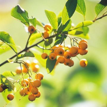 Pyracantha Standard PATIO Tree