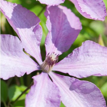 Clematis Margaret Hunt