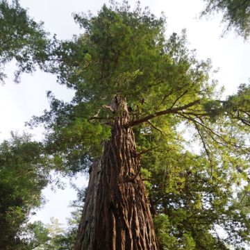Sequoia sempervirens - Coast Redwood