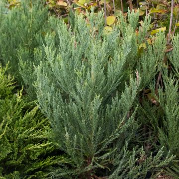 Sequoiadendron giganteum - Giant Redwood