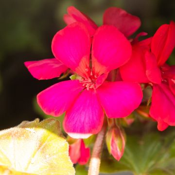 Geranium Purple 'Neona'