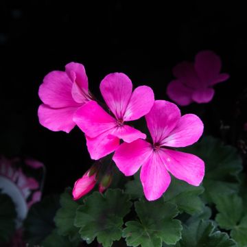 Geranium Calliope Caliente Pink