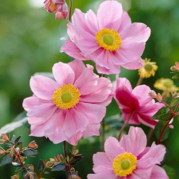 Anemone hybrida Serenade