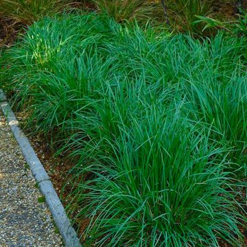 Sesleria Greenlee - Moor Grass