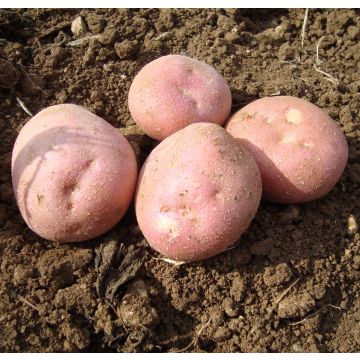 SPECIAL DEAL - Organic Setanta - Main Crop Seed Potatoes - Pack of 10