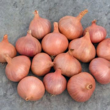 Shallot Onion 'Matador' - Pack of TWELVE Plants