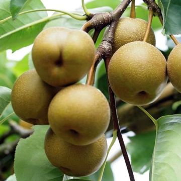 Shinko Asian Pear Tree - Pyrus pyrifolia Shinko